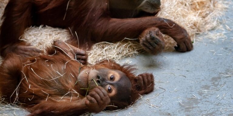 zoo-palmyre-singe